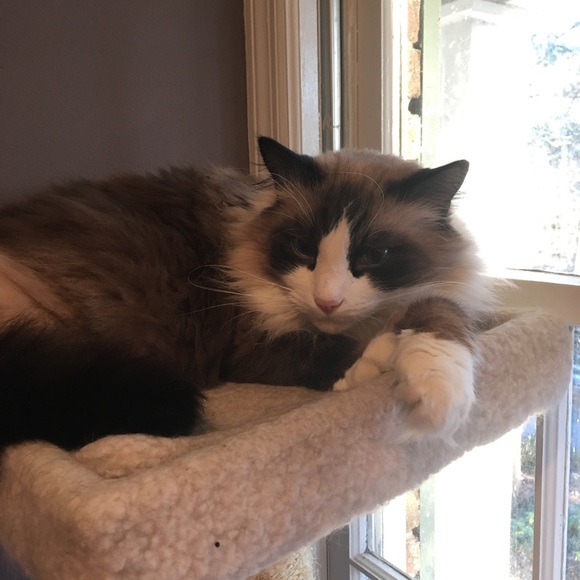 Meet your Posher, Ava - Picture 2 of 5